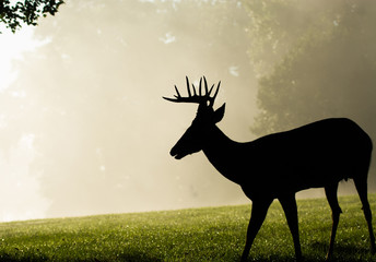 White-tailed deer buck on foggy morning