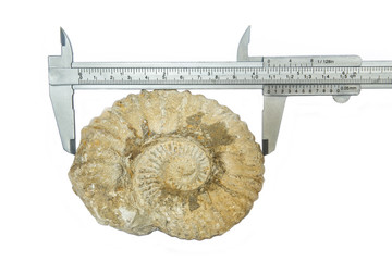 misurazione ammonite fossile Mantelliceras
