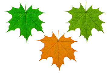 Spring, summer and autumn maple leaves