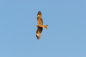 kite