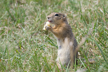 gopher