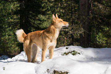 Eskimo dog