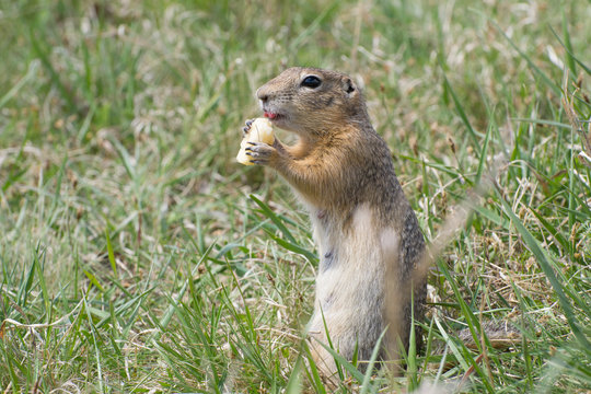 gopher