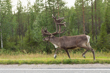 Caribou on street in finland