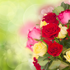 bouquet of fresh multicolored  roses