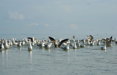 Seagulls at the Black Sea