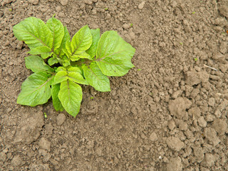 Potato Plant in the Garden. Agriculture Background.