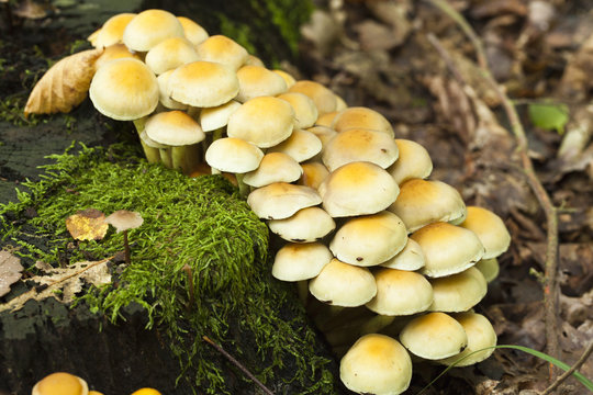 Gr&uuml;nbl&auml;ttriger Schwefelkopf