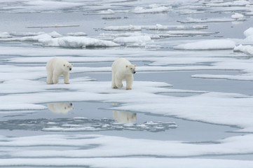 Obraz na płótnie Canvas Female Polar Bear with Yearling Cub
