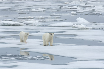 Fototapeta na wymiar Polar Bear with Yearling Cub