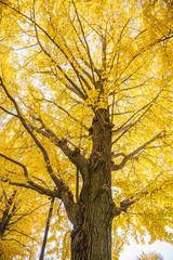 Fototapeta premium イチョウ