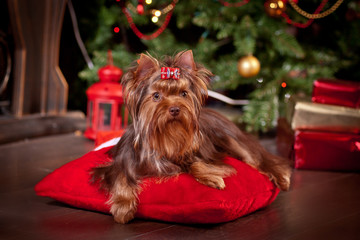 Yorkshire terrier dog, new year, christmas