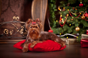 Yorkshire terrier dog, new year, christmas