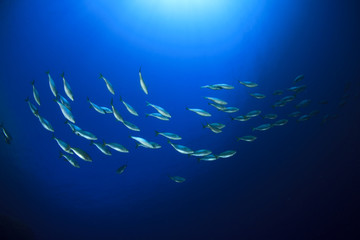 Fototapeta na wymiar Fish School Mediterranean Sea