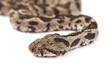 Viper snake