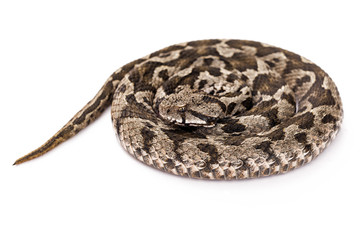 Viper snake