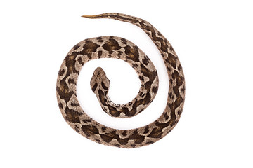 Naklejka premium Viper snake