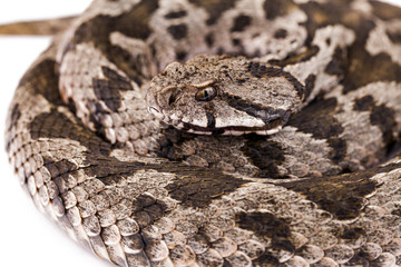 Viper snake
