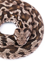 Viper snake