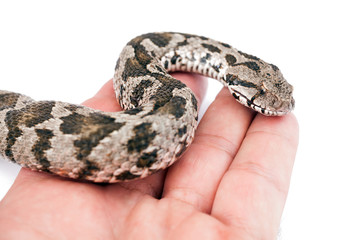 Viper snake