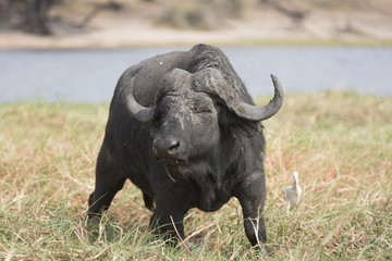 Portrait of a lone african buffalo bull