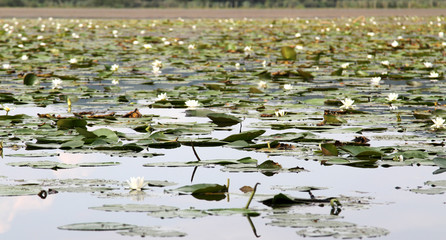 Lake with many white water lillies
