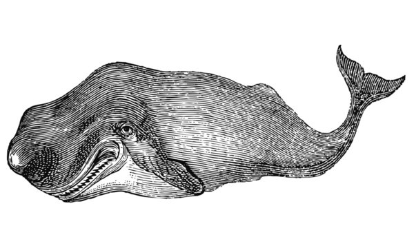 Cachalot