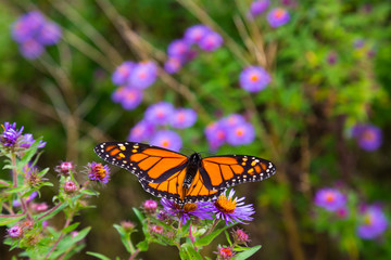 Fototapeta premium Monarch butterfly