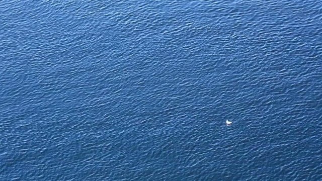 aerial seagull on a blue background