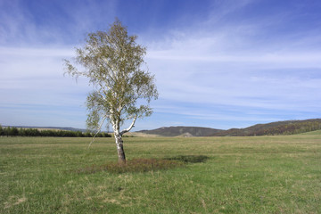 Fototapeta na wymiar Beautiful landscape with lonely birch