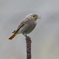 Adult wild bird photographed close. ruticilla