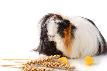 Guinea pig