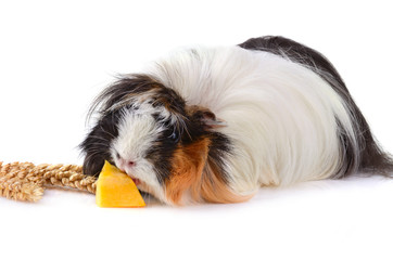 Eating guinea pig