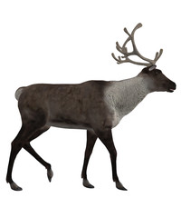 3d Reindeer