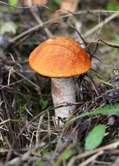 bright orange-cap boletus mushroom