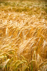 Closeup of ears of golden wheat