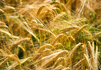 Closeup of ears of golden wheat