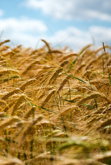 Fototapeta premium Ripening wheat against a blue sky