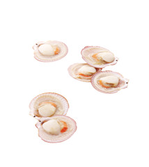 six scallop on white background