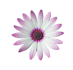 white and pink daisy on white