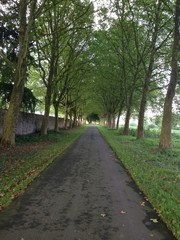 Allee 2