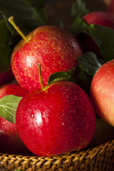 Raw Organic Red Gala Apples