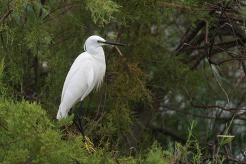 Seidenreiher,  Little egret, Egretta garzetta