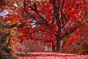 Photo sur Plexiglas Rouge violet Paysage d& 39 automne