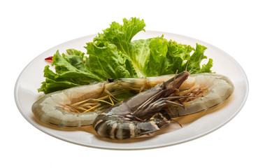 King and waterleg shrimps