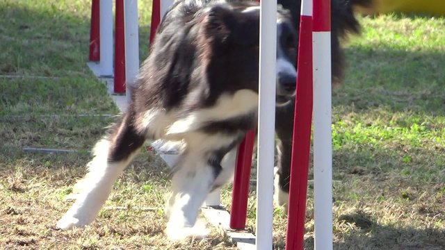 dog agility, weave poles