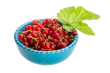 Red currant