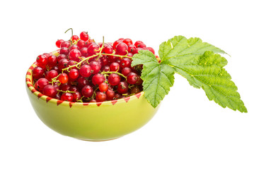 Red currant
