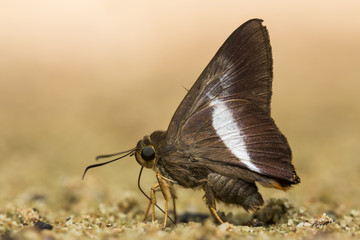 Small brown butterfly.