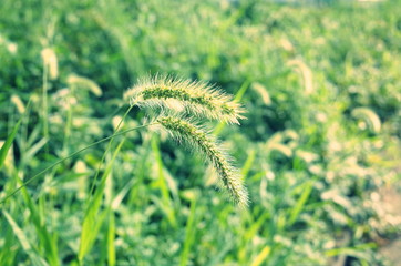 Obraz premium ねこじゃらし